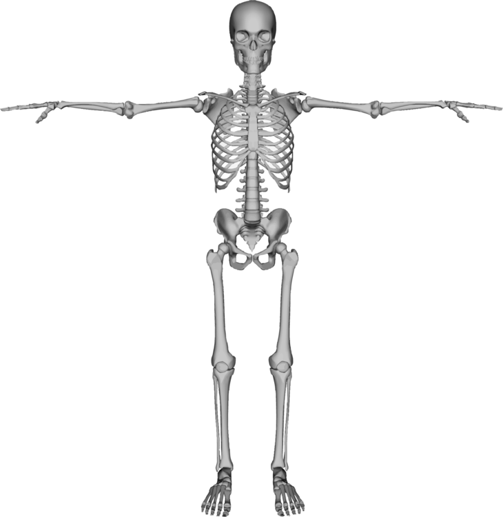 human skeleton clipart