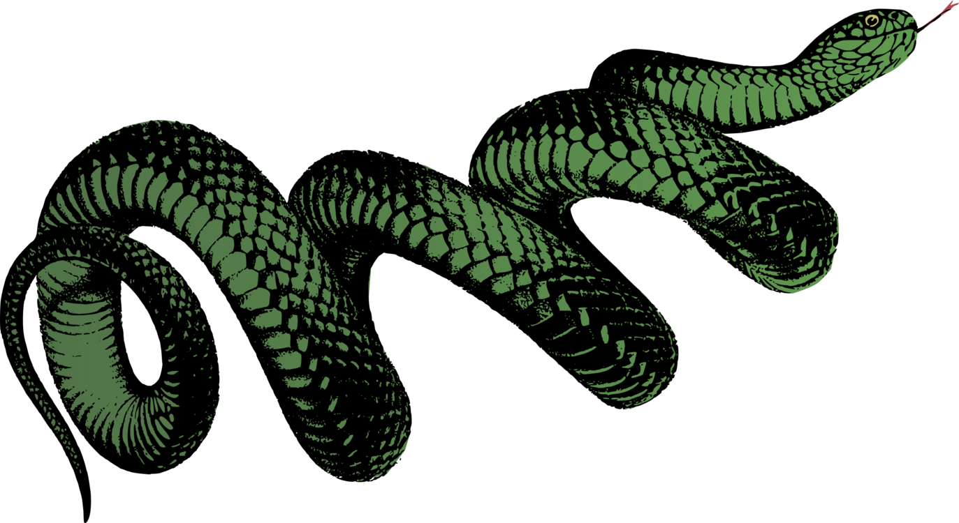 Elapidae,Reptile,Serpent