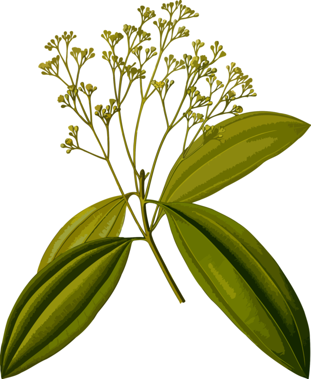 Evergreen,Plant,Flora