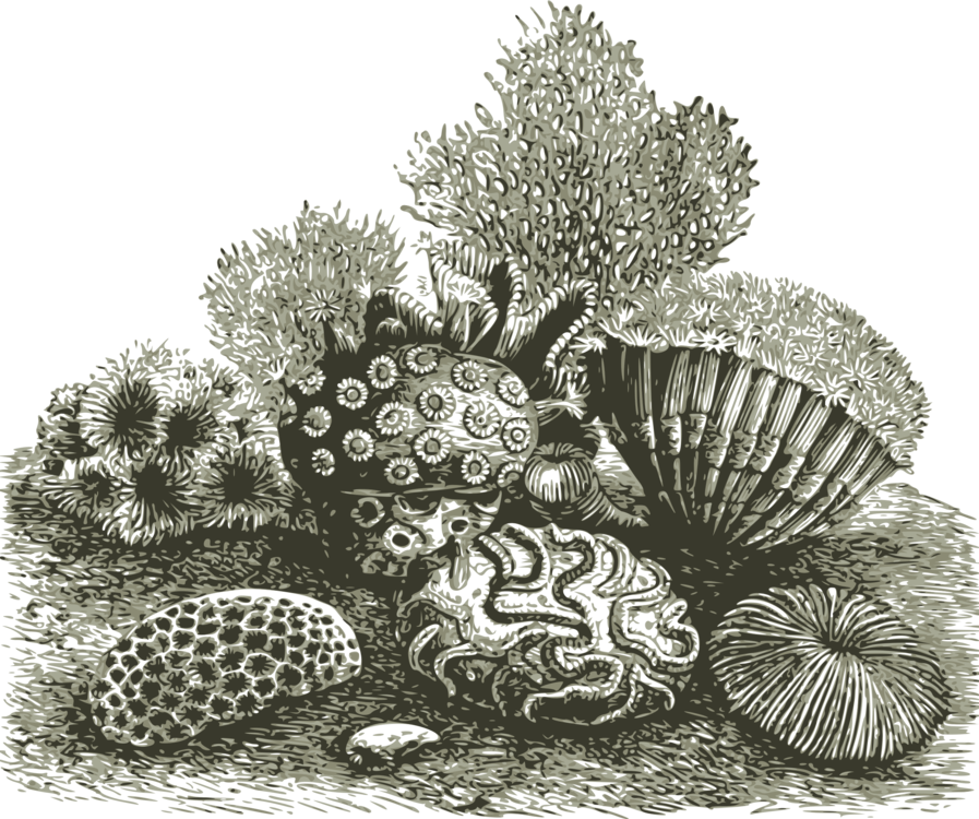 Marine Invertebrates,Plant,Monochrome Photography