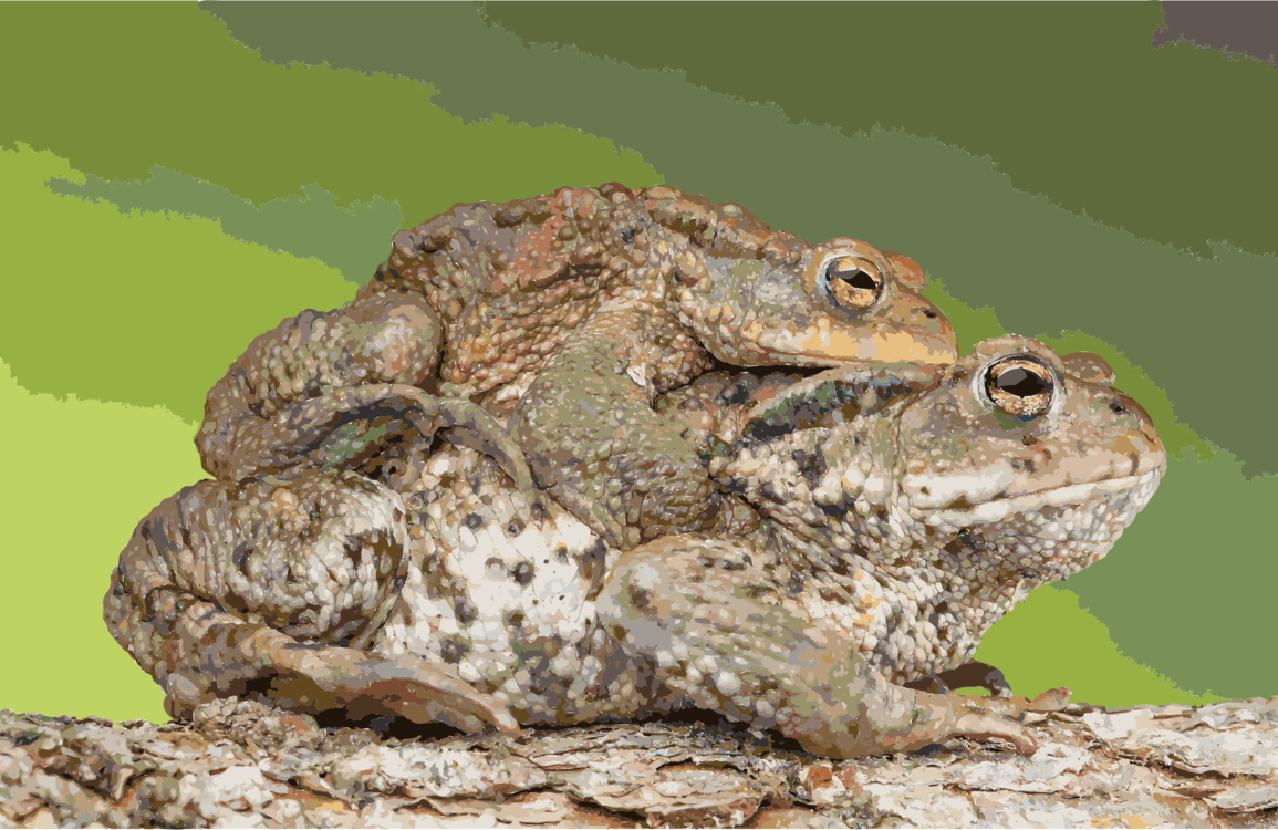 Toad,Bullfrog,Agamidae