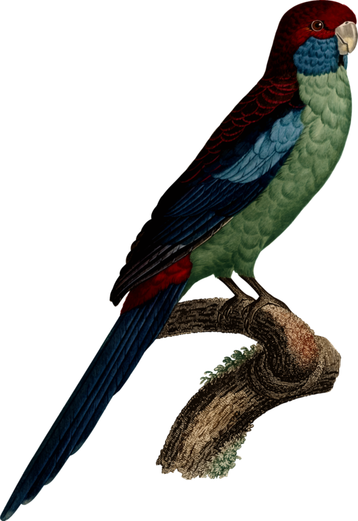 Macaw,Parrot,Cuculiformes