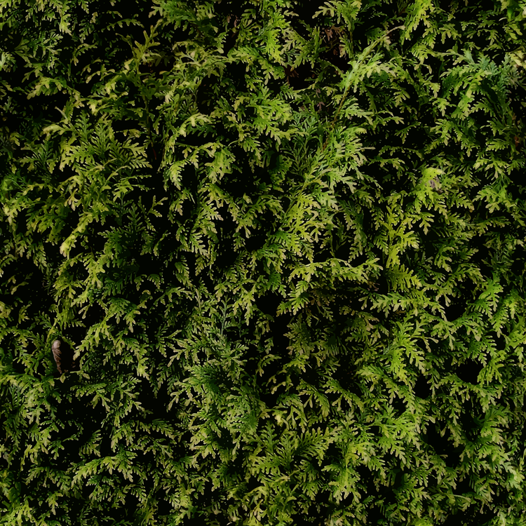 Evergreen,Biome,Plant