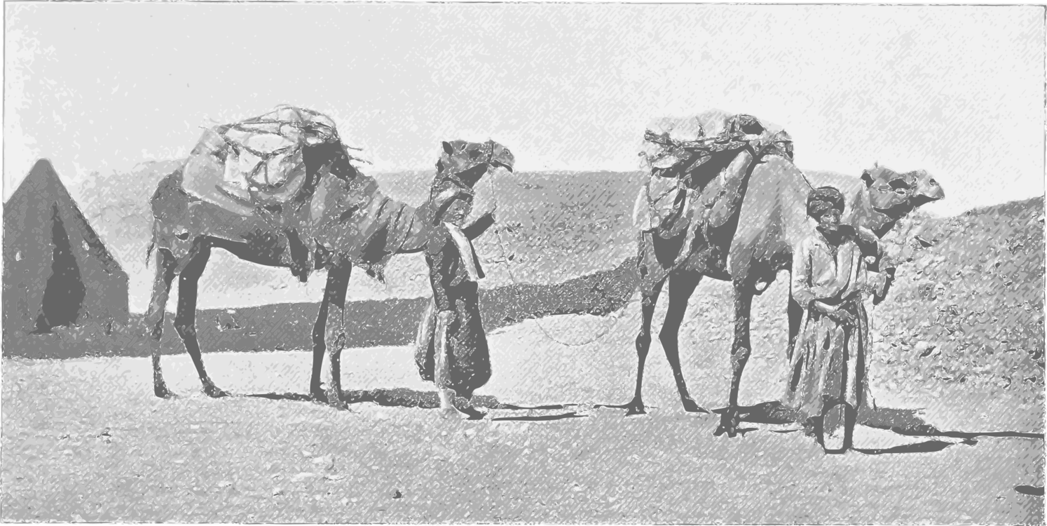 Livestock,Pack Animal,Camel
