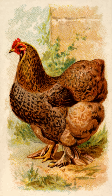 Poultry,Fowl,Fauna