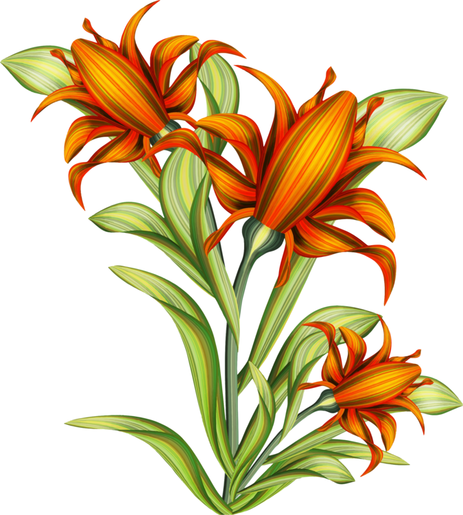 Plant,Flower,Alstroemeriaceae