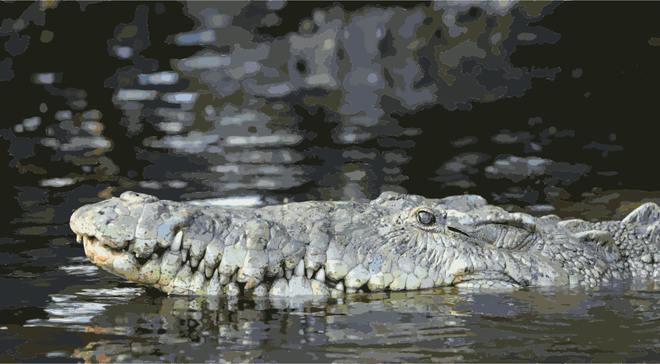 Reptile,Alligator,American Alligator