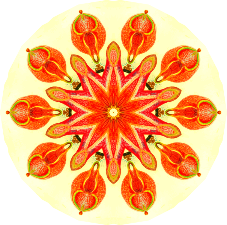 Flower,Peach,Symmetry