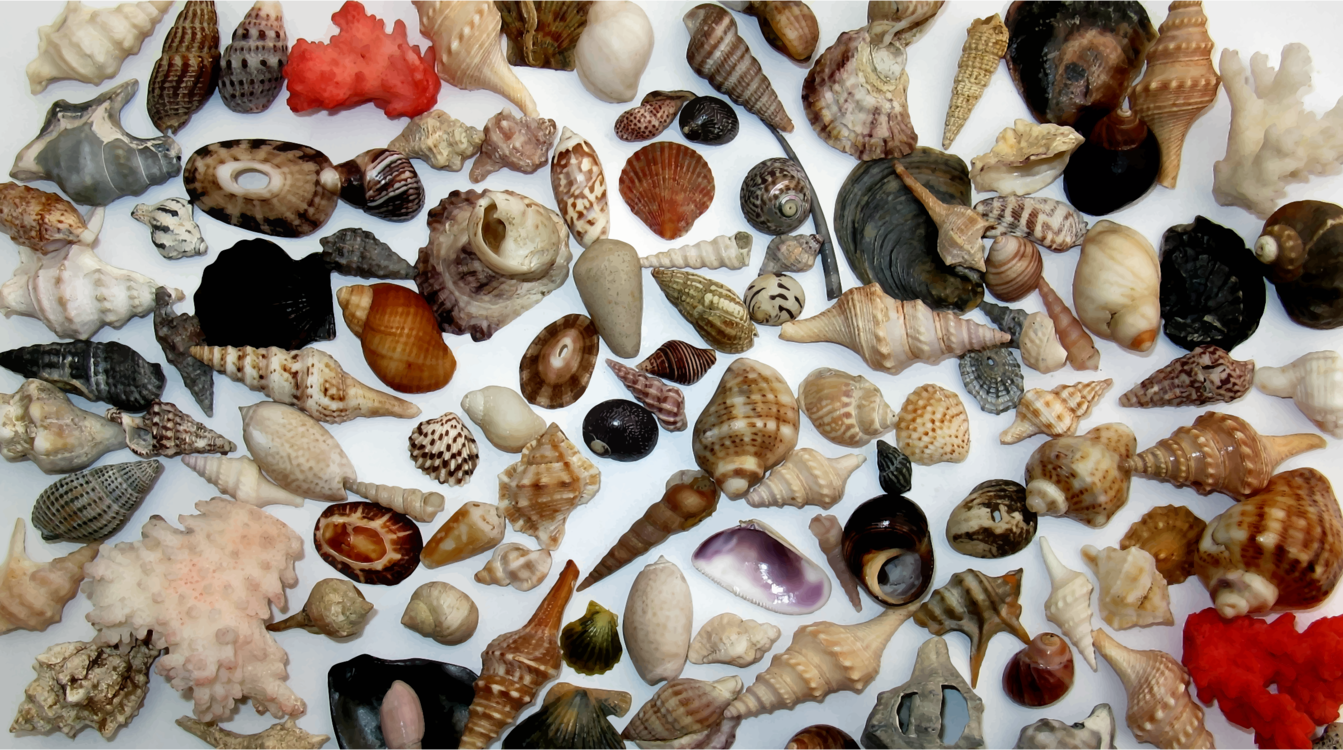 Conch,Seashell,Invertebrate