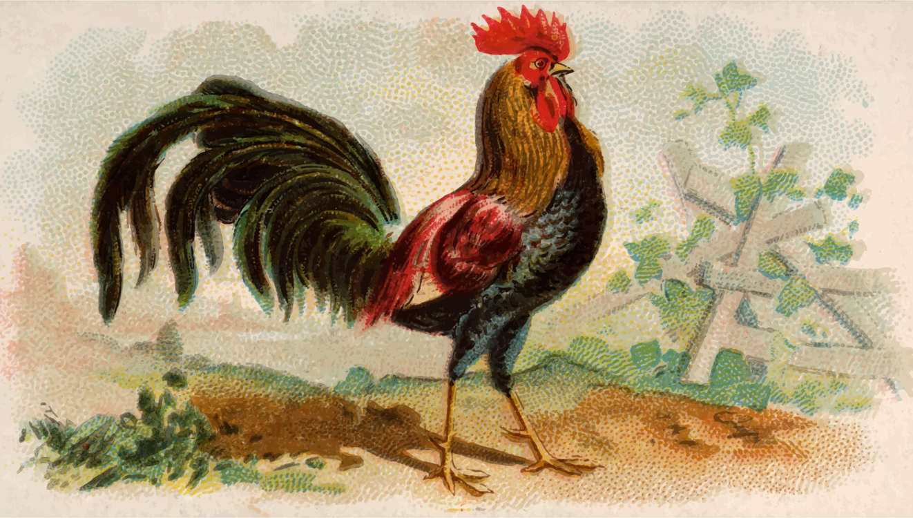 Poultry,Watercolor Paint,Livestock