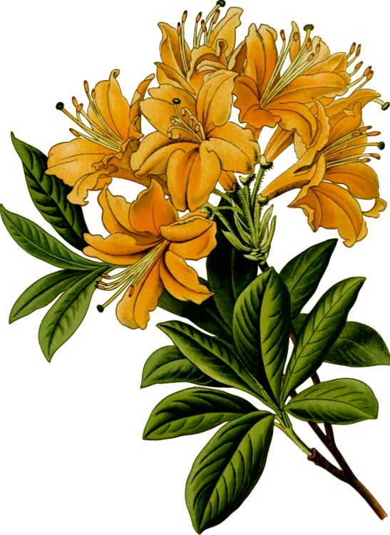 Plant,Flower,Alstroemeriaceae