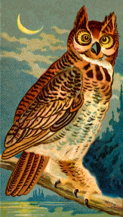 Owl,Wildlife,Terrestrial Animal