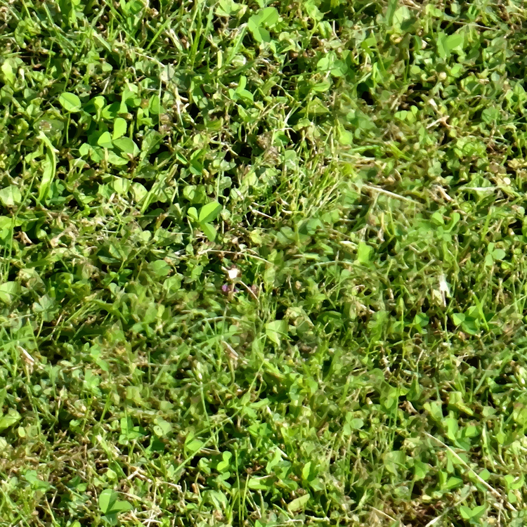 Herb,Plant,Grass