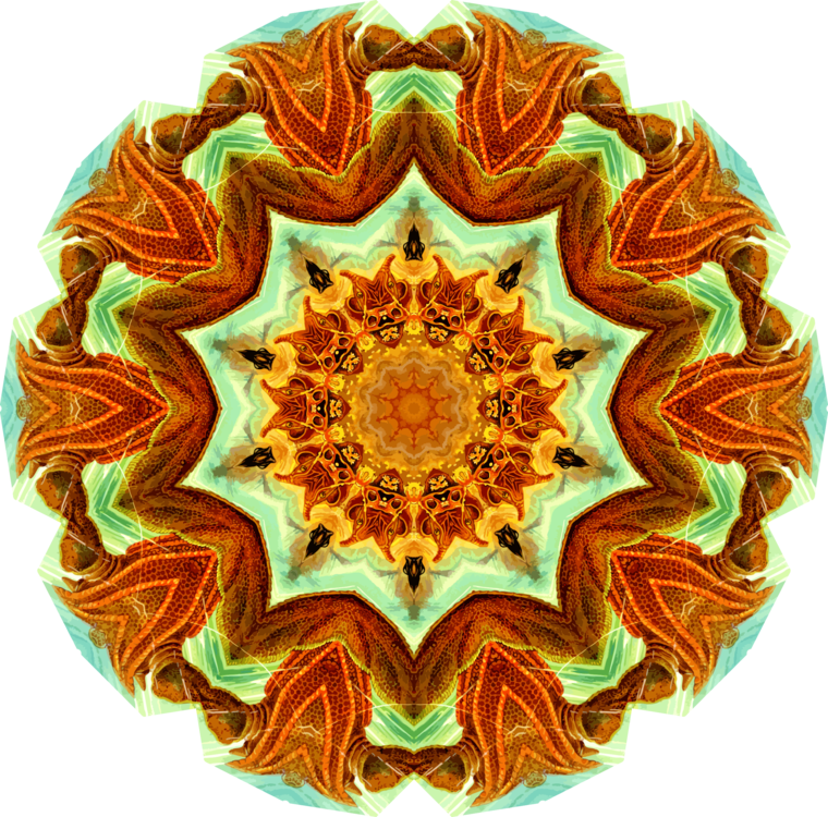 Circle,Organism,Symmetry
