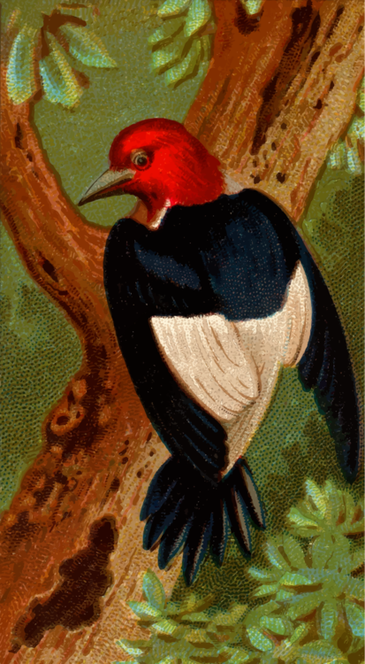 Hornbill,Galliformes,Coraciiformes