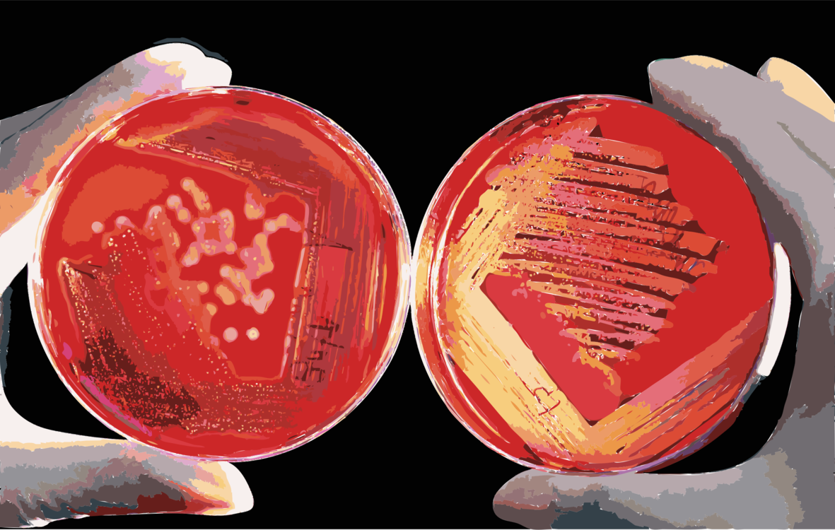 Organism,Agar Plate,Red Blood Cell