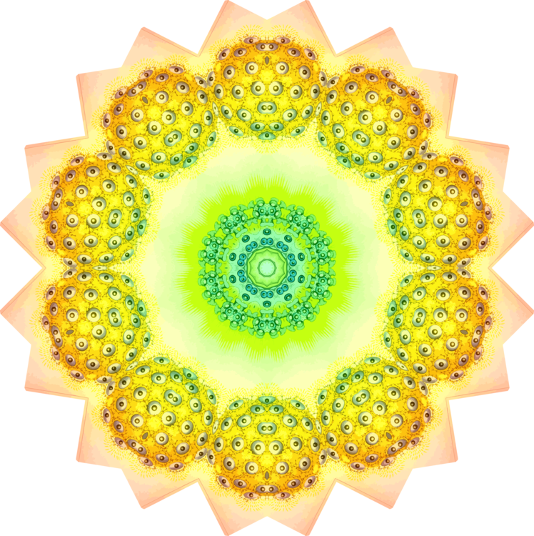 Flower,Sunflower,Symmetry