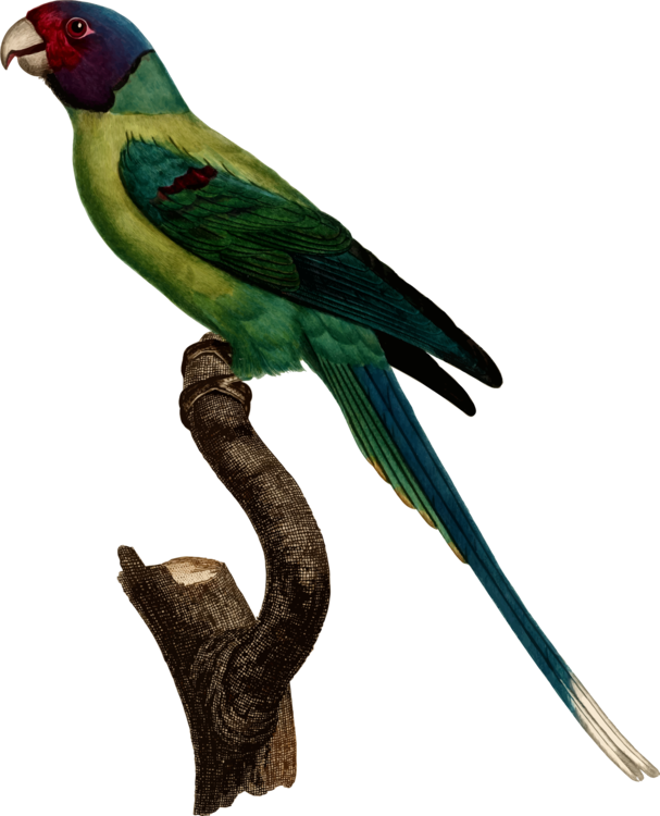 Macaw,Parrot,Cuculiformes