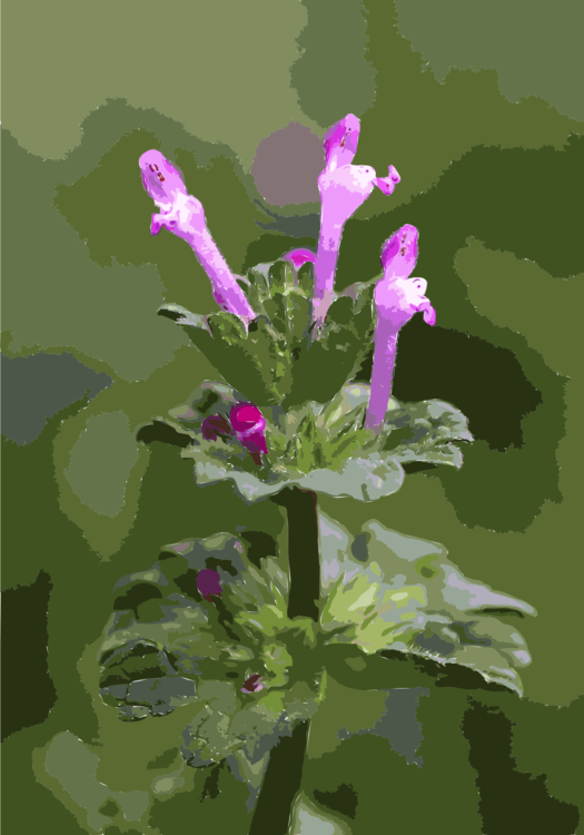 Nepeta,Plant,Flora