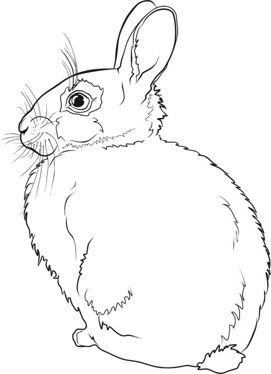 Line Art,Wildlife,Rabits And Hares
