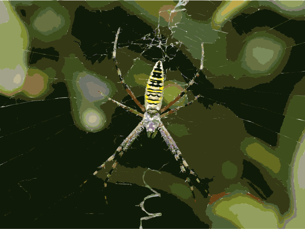 Biome,Araneus,Spider Web