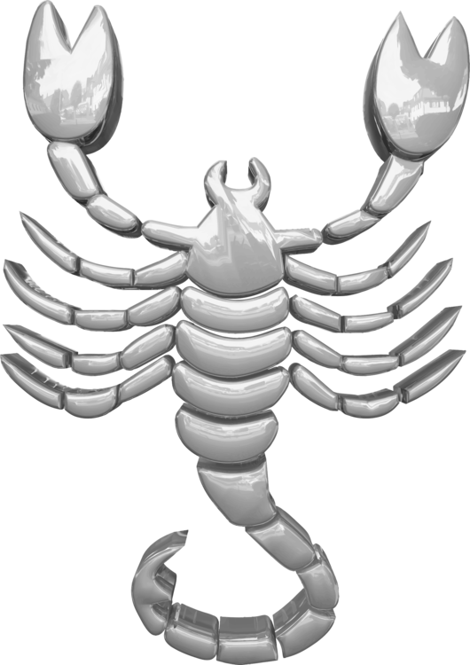 Scorpion,Invertebrate,Organism