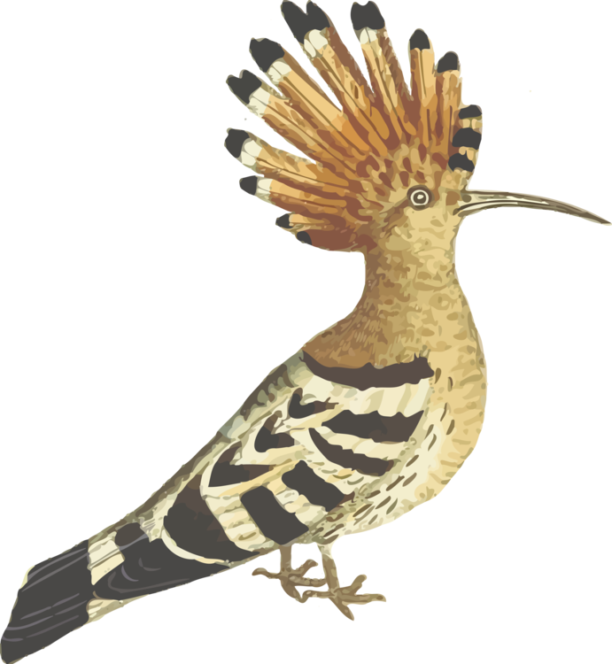 Cuculiformes,Bird,Beak