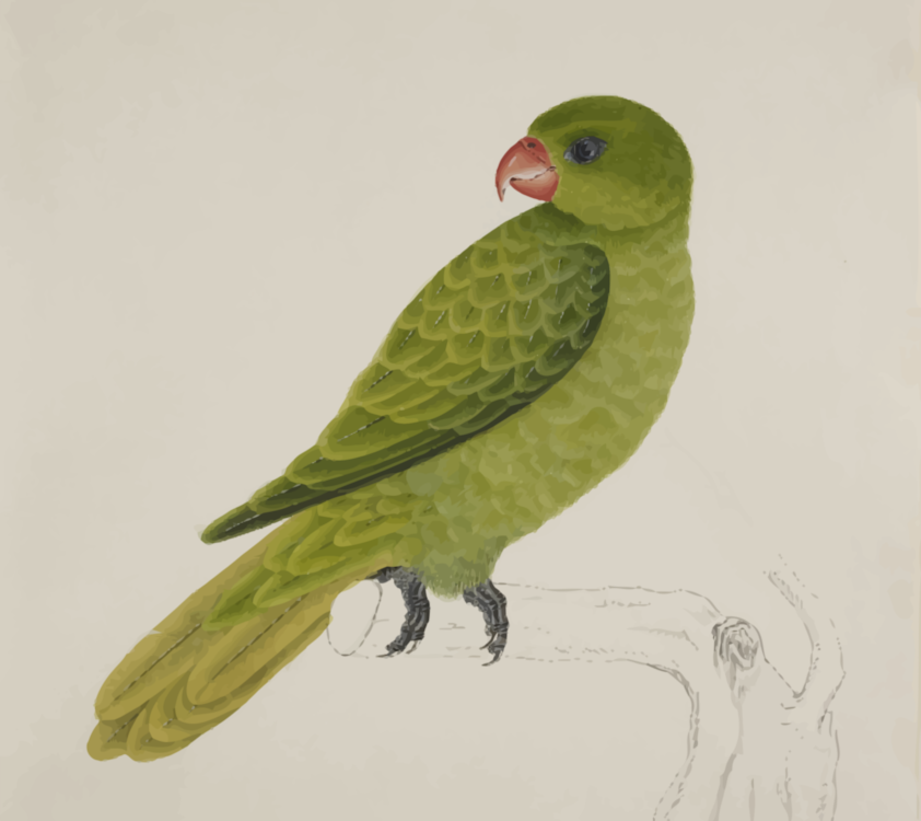 Parrot,Lovebird,Perico