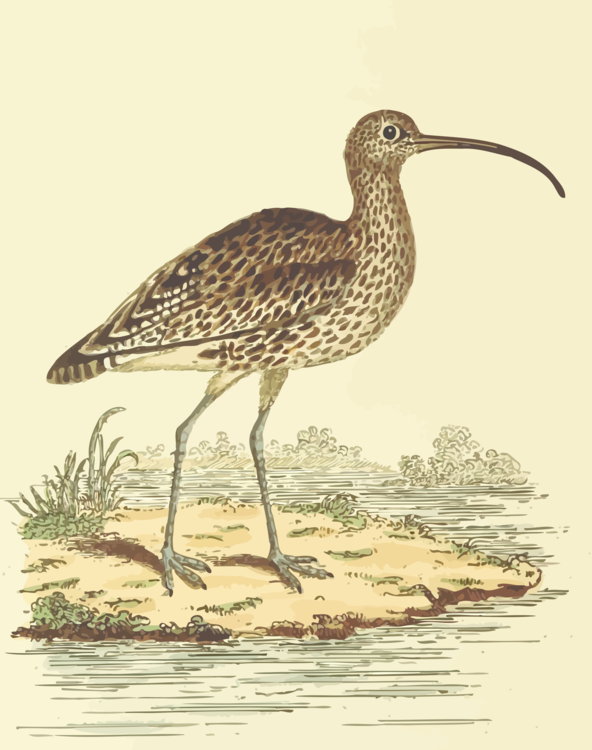 Wildlife,Pelecaniformes,Water Bird