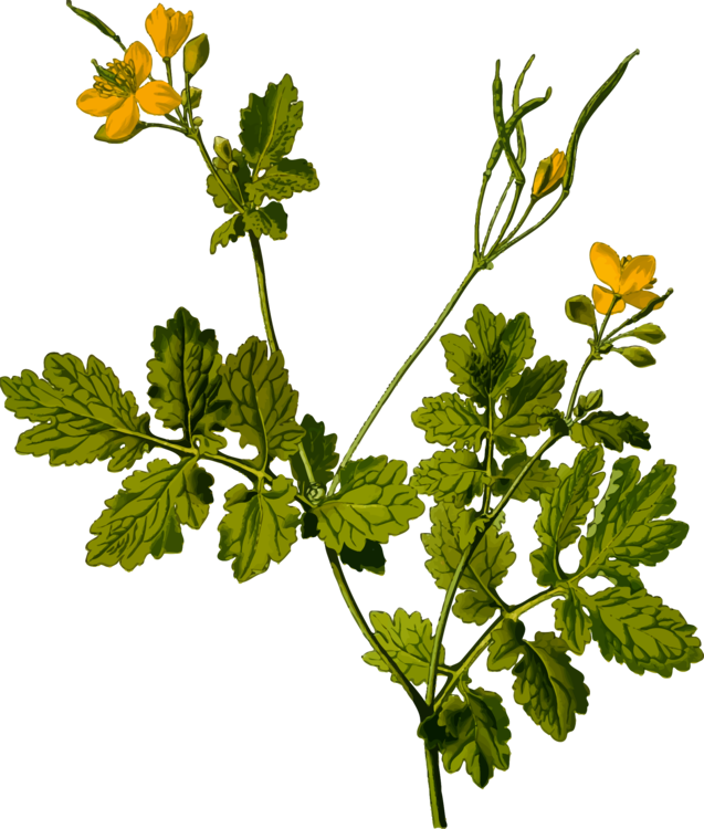 Mustard Plant,Plant,Flower