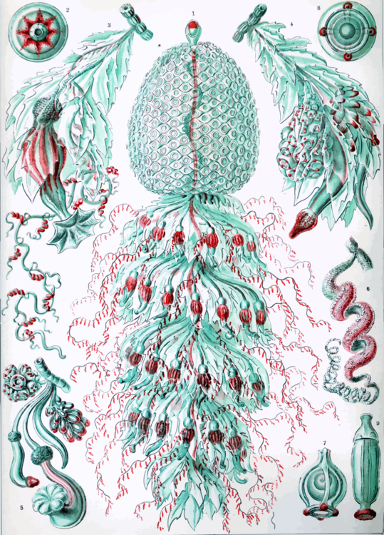 Pine Family,Christmas Ornament,Art
