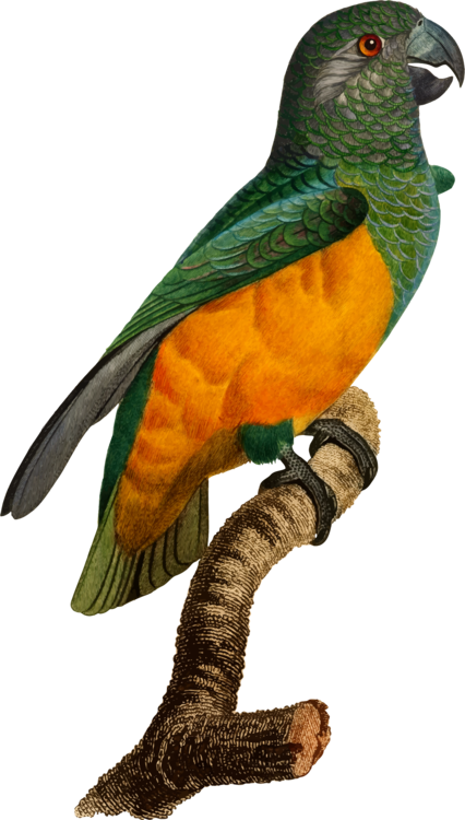 Macaw,Parrot,Animal Figure