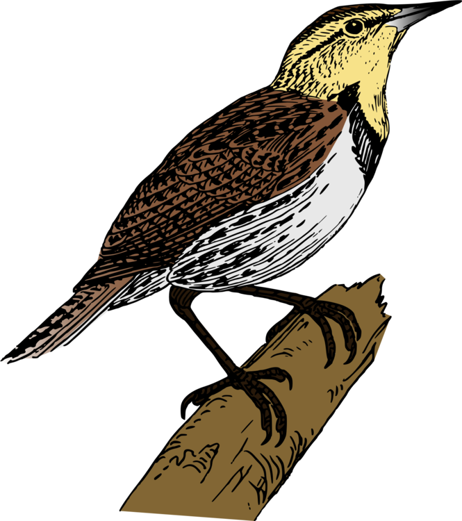 Hawk,Cuculiformes,Bird