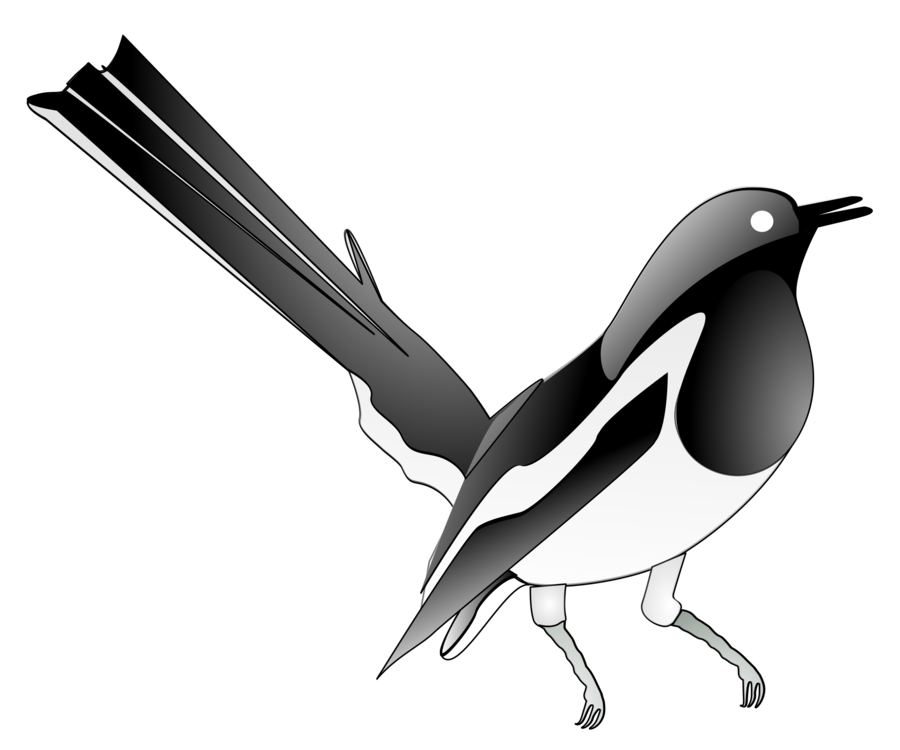 Flightless Bird,Eurasian Magpie,Bird