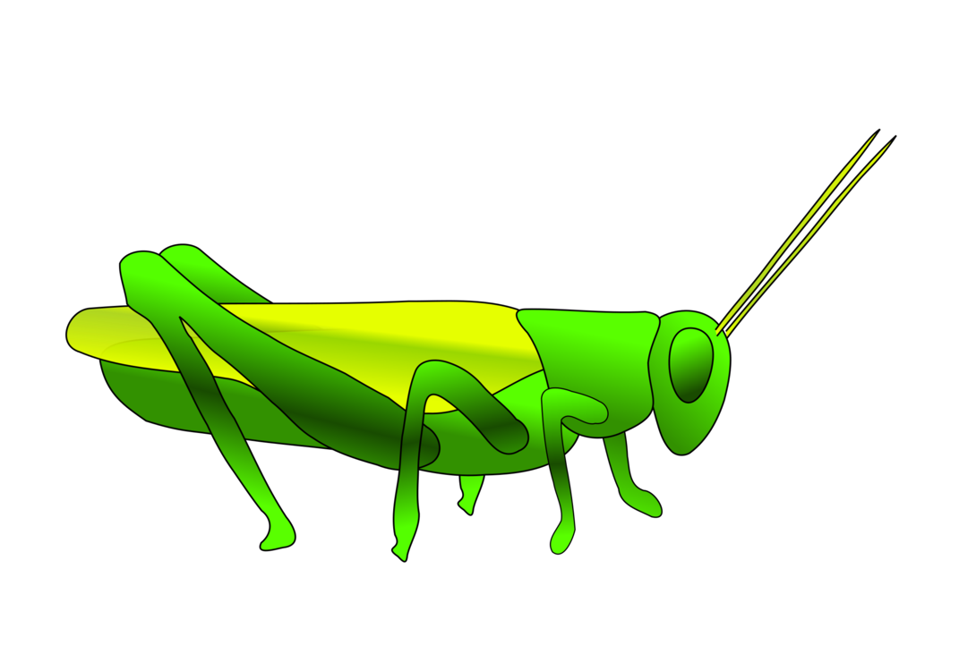 Cricket,Wing,Grasshopper