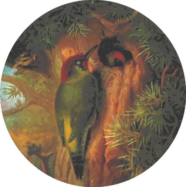Fauna,Beak,Woodpecker