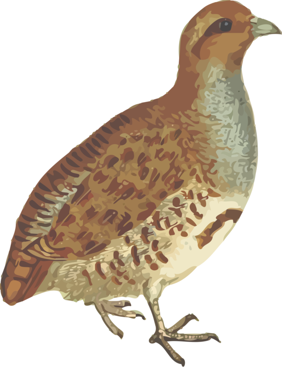 Grouse,Terrestrial Animal,Galliformes