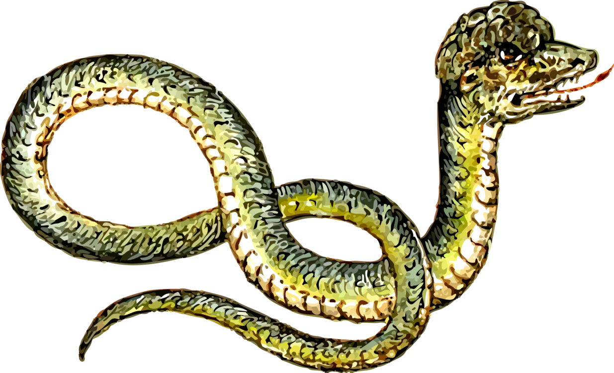 Reptile,Boa Constrictor,Serpent