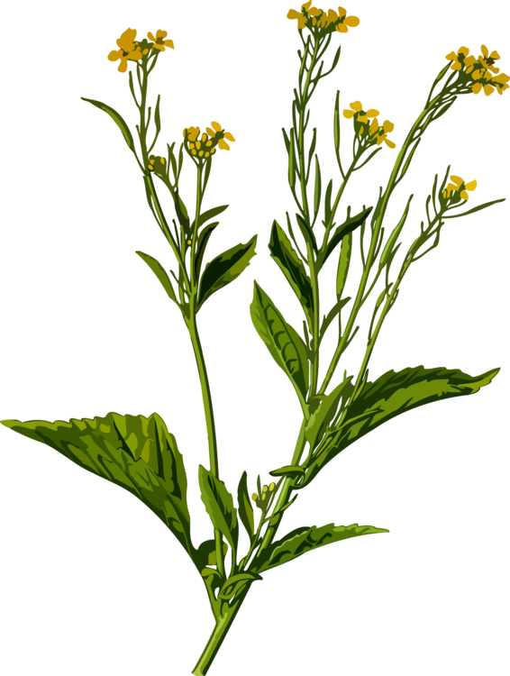 Mustard Plant,Plant,Flower