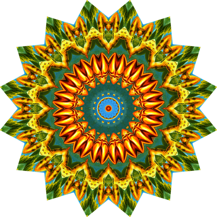 Flower,Symmetry,Sunflower