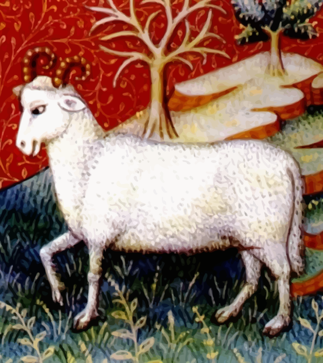 Sheep,Goat Antelope,Livestock