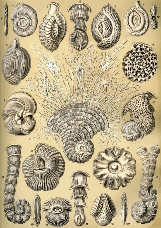 Nautilida,Invertebrate,Fossil