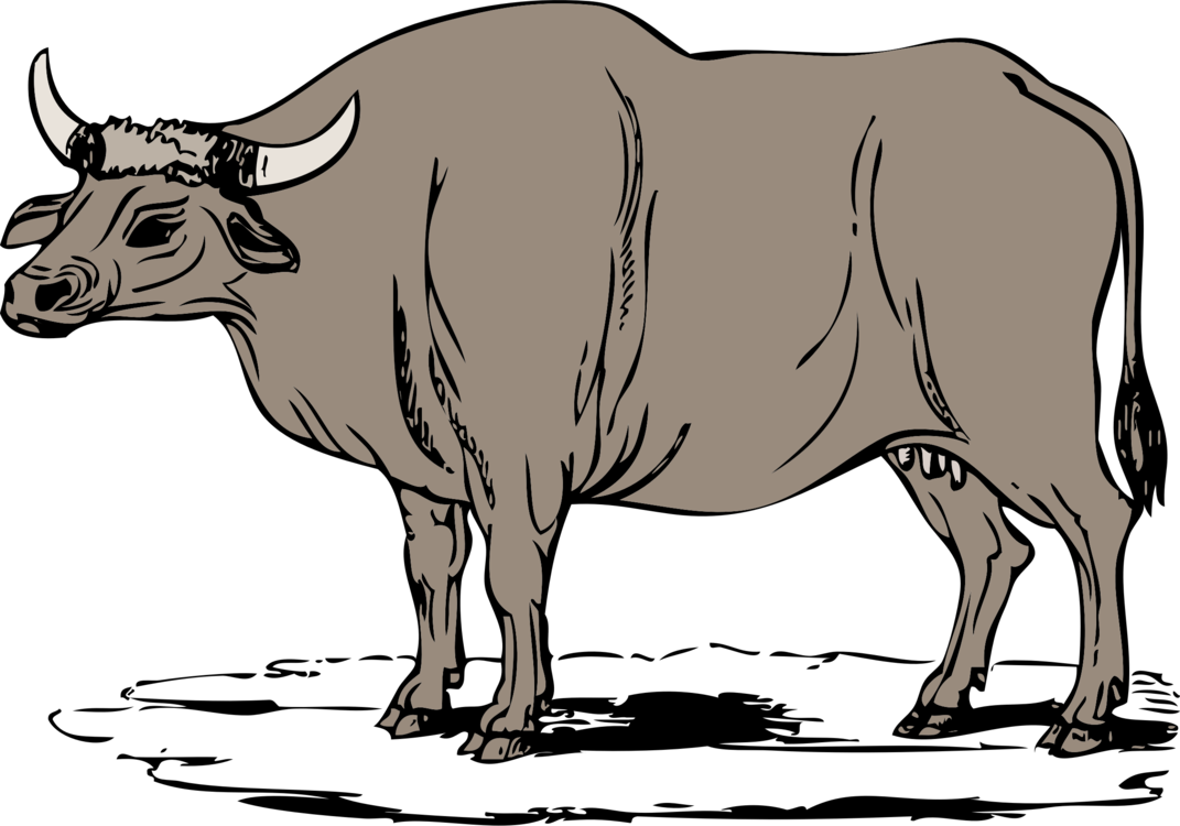 Livestock,Monochrome Photography,Bull