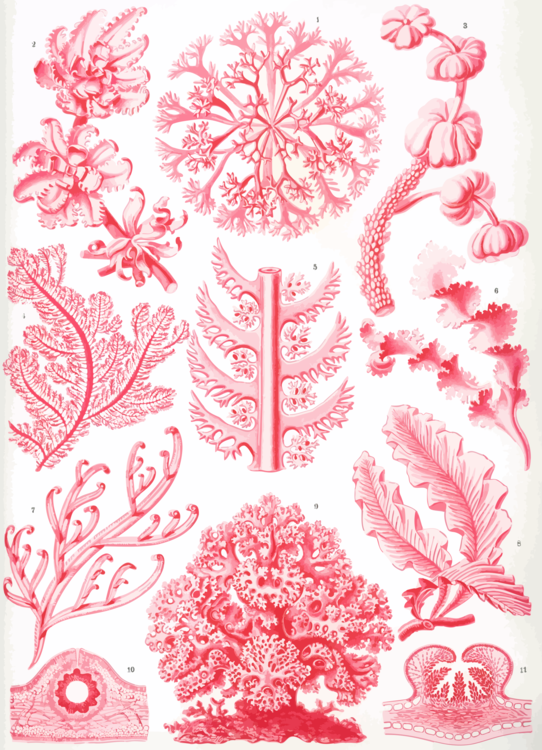 Pink,Visual Arts,Plant