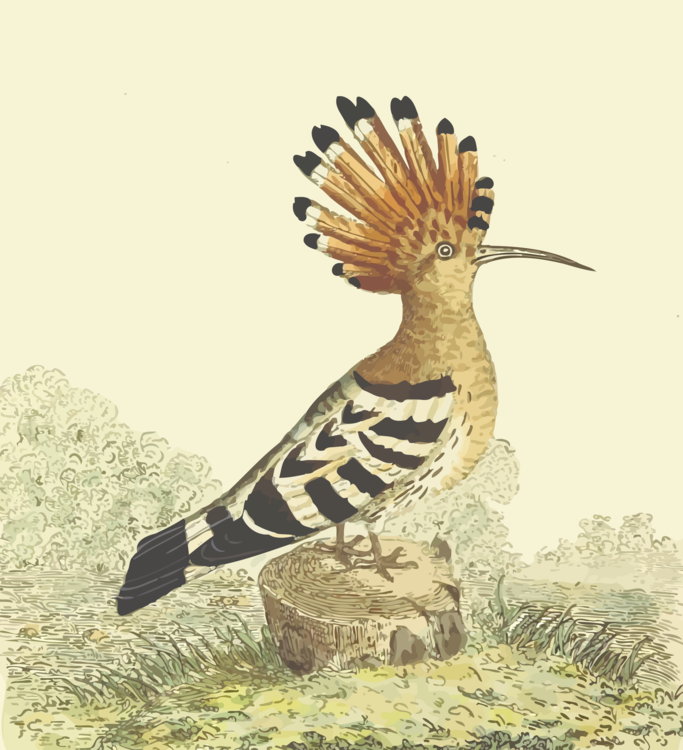 Wildlife,Galliformes,Beak