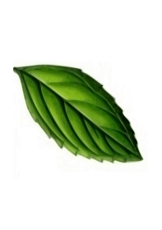 Plant,Leaf,Peppermint