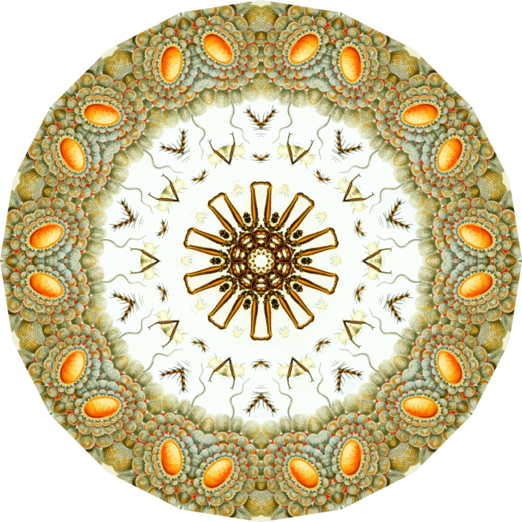 Circle,Symmetry,Ernst Haeckel