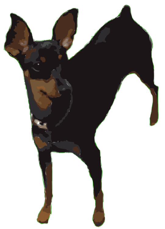 German Pinscher,Tail,Black And Tan Terrier