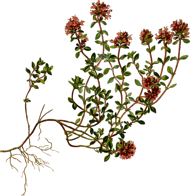 Plant,Flora,Shrub