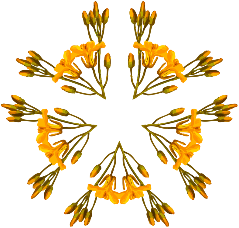 Plant,Flower,Symmetry